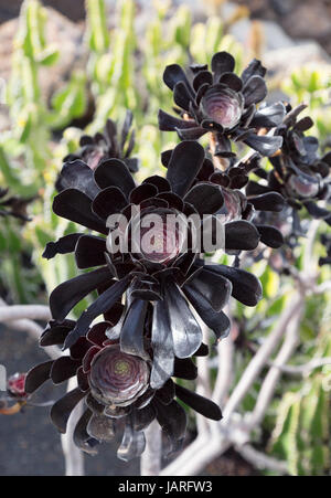 Aeonium Arboreum Atropurpureum, Aeonium Baum, Baum Hauswurz oder Irish rose, eine Sukkulente, Lanzarote, Kanarische Inseln, Europa Stockfoto