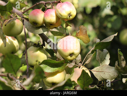 Äpfel wiegen auf dem Baum Stockfoto