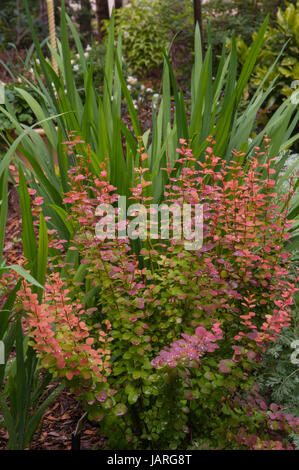 Berberis Thunbergii Orange Rocket Berberitze Stockfoto