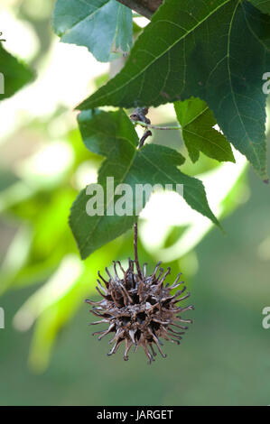 Liquidambar, Amberbaum, Samenkapsel Stockfoto