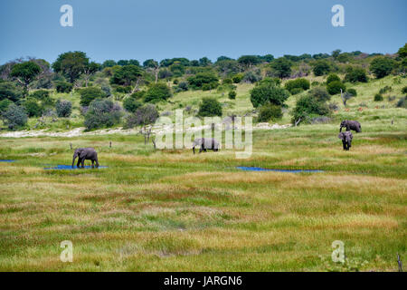 Herde von afrikanischen Bush Elefanten, Boteti River, Makgadikgadi-Pans-Nationalpark, Botswana, Afrika Stockfoto