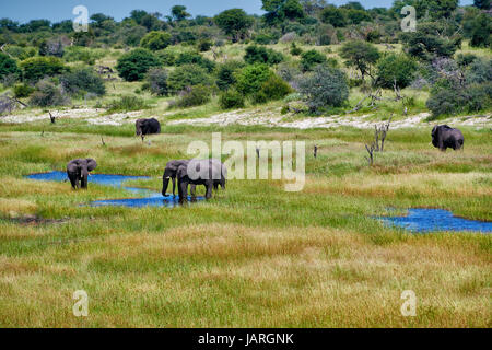 Herde von afrikanischen Bush Elefanten, Boteti River, Makgadikgadi-Pans-Nationalpark, Botswana, Afrika Stockfoto