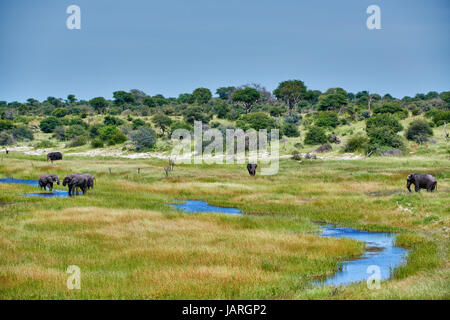 Herde von afrikanischen Bush Elefanten, Boteti River, Makgadikgadi-Pans-Nationalpark, Botswana, Afrika Stockfoto