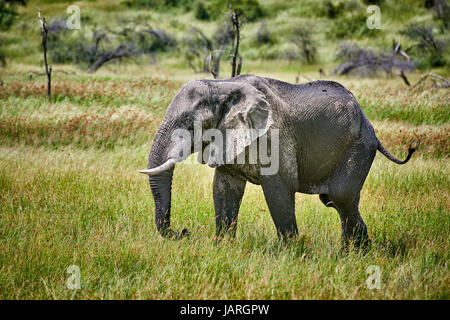 Afrikanischer Elefant am Boteti River, Makgadikgadi-Pans-Nationalpark, Botswana, Afrika Stockfoto