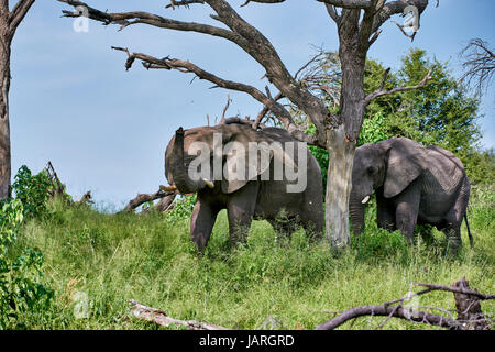 Afrikanischer Elefant am Boteti River, Makgadikgadi-Pans-Nationalpark, Botswana, Afrika Stockfoto