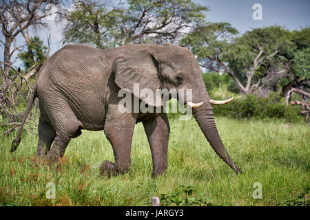 Afrikanischer Elefant am Boteti River, Makgadikgadi-Pans-Nationalpark, Botswana, Afrika Stockfoto