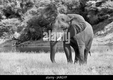 Afrikanischer Elefant am Boteti River, Makgadikgadi-Pans-Nationalpark, Botswana, Afrika Stockfoto