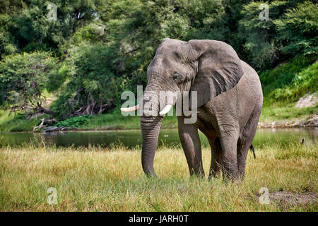 Afrikanischer Elefant am Boteti River, Makgadikgadi-Pans-Nationalpark, Botswana, Afrika Stockfoto
