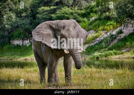 Afrikanischer Elefant am Boteti River, Makgadikgadi-Pans-Nationalpark, Botswana, Afrika Stockfoto