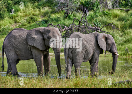 Afrikanischer Elefant trinken am Boteti River, Makgadikgadi-Pans-Nationalpark, Botswana, Afrika Stockfoto