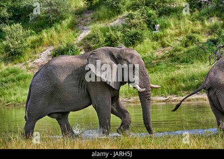 Afrikanischer Elefant trinken am Boteti River, Makgadikgadi-Pans-Nationalpark, Botswana, Afrika Stockfoto