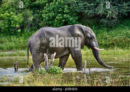 Afrikanischer Elefant trinken am Boteti River, Makgadikgadi-Pans-Nationalpark, Botswana, Afrika Stockfoto