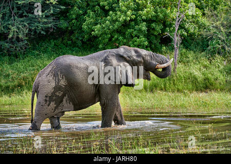 Afrikanischer Elefant trinken am Boteti River, Makgadikgadi-Pans-Nationalpark, Botswana, Afrika Stockfoto