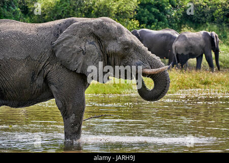 Afrikanischer Elefant trinken am Boteti River, Makgadikgadi-Pans-Nationalpark, Botswana, Afrika Stockfoto