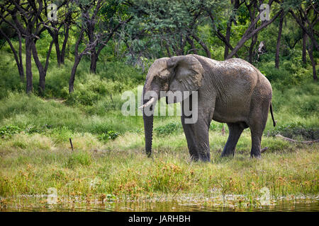 Afrikanischer Elefant am Boteti River, Makgadikgadi-Pans-Nationalpark, Botswana, Afrika Stockfoto