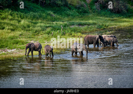 Herde von afrikanischen Bush Elefanten, Boteti River, Makgadikgadi-Pans-Nationalpark, Botswana, Afrika Stockfoto