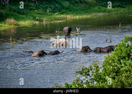 Herde von afrikanischen Bush Elefanten Baden im Boteti River, Makgadikgadi-Pans-Nationalpark, Botswana, Afrika Stockfoto