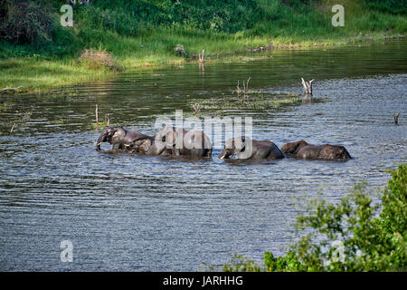 Herde von afrikanischen Bush Elefanten Baden im Boteti River, Makgadikgadi-Pans-Nationalpark, Botswana, Afrika Stockfoto