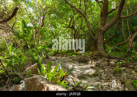 üppige grüne Töne von atemberaubenden Bush Fuß zum wunderbaren Matapa Abgrund ein beliebtes Reiseziel auf Insel Niue im Südpazifik Stockfoto