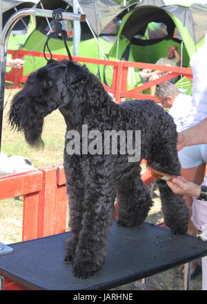 Große schwarze Schnauzer Hund Stockfoto