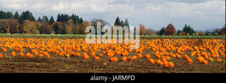 Sonne wärmt die Herbst-Halloween-Kürbisse Stockfoto