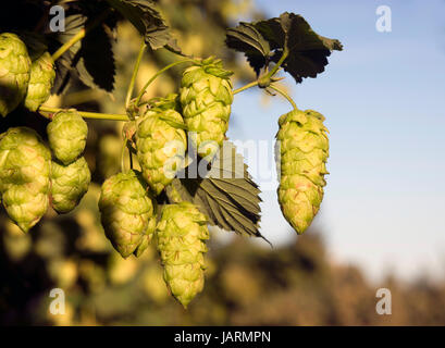 Hopfen-Pflanzen wachsen in der Sommersonne Stockfoto