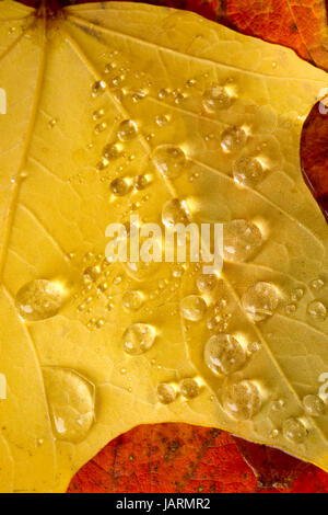 Tau hat auf Laub im Herbst gesammelt. Stockfoto