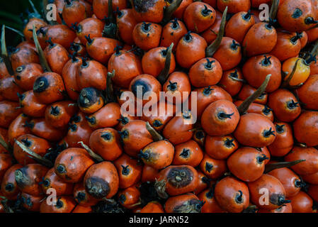 Reife Palmenfrucht Öl zu extrahieren und andere. Hintergrund. Stockfoto