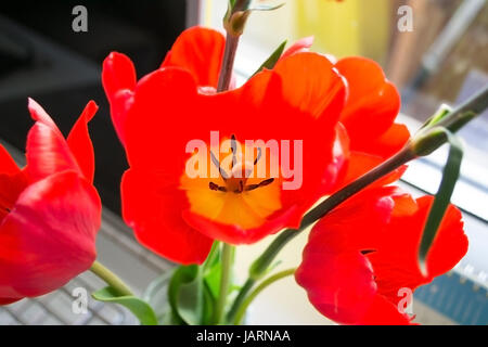 Eine rot-gelbe Tulpe Blüten in der Vase auf dem Fenster. close-up. Stockfoto