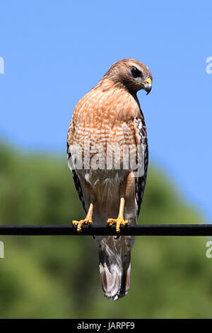 Rot-geschultert Falke (Buteo Lineatus) auf einem Draht in den Florida Everglades Stockfoto