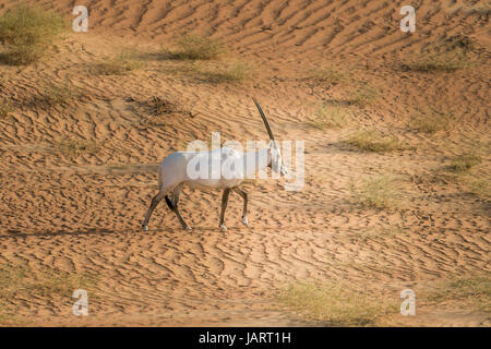 Weiße arabische Oryx-Antilope in Dubai, Vereinigte Arabische Emirate Stockfoto