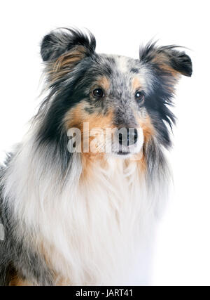 Porträt eines reinrassigen Shetland Hundes vor weißem Hintergrund Stockfoto