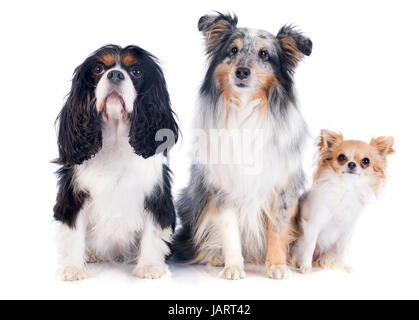 Porträt von einem reinrassigen Shetland Hund, Chihuahua und Cavalier king Charles vor weißem Hintergrund Stockfoto