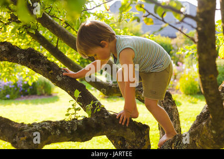Junge, Klettern im Apfelbaum im Sommer Stockfoto