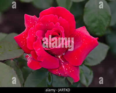 Blüte Einer Rose Duftzauber, Blüte des magischen Rosenduft Stockfoto