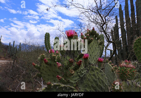 Blüte rosa Kaktus Stockfoto