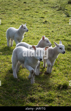 Vier Lämmer in einem Feld Stockfoto