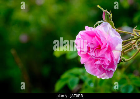 Nahaufnahme einer bulgarischen Rose (Rosa Damascena) in der Nähe von Karlovo Stockfoto