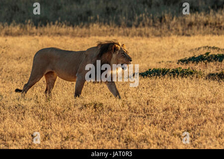 Große schwarze Mähne männlicher Löwe (Panthera Leo) der Kalahari, Wandern in der hinterleuchtete, am frühen Morgen, die goldene Sonne Stockfoto