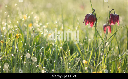 Die Schlange Kopf fritillary Fritillaria meleagris Stockfoto