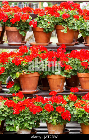 Rote Geranien Blumen in einem Ton-Töpfe Stockfoto