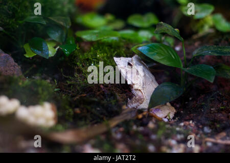 Solomon Insel Blatt Frosch Ceratobatrachus aus Stockfoto