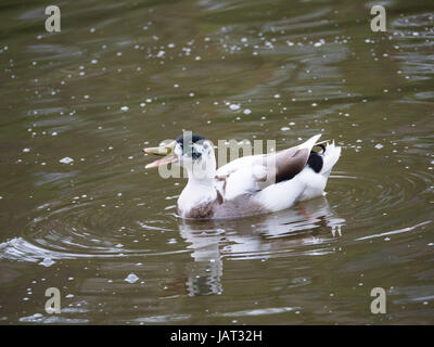 Schwimmen Stockente sehr laut quakt Stockfoto