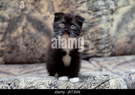Schöne Kätzchen auf der Couch sitzen, das Thema von Kätzchen und Katzen Stockfoto