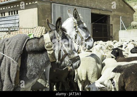 Esel im Bauernhof mit Schafen, Tiere und Natur geschult Stockfoto