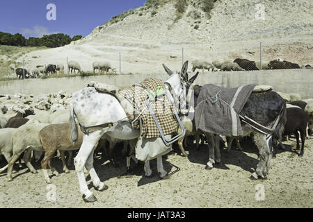 Esel zu Fuß an Land mit Schafen, Tiere und Natur Stockfoto