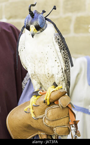 Eagle kleiner Park, Ausstellung von Falknerei, wilden Tieren Stockfoto