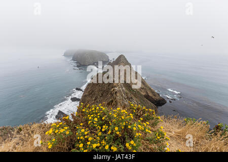 Anacapa Island nebligen Berge und Blumen im Channel Islands National Park in Süd-Kalifornien. Stockfoto