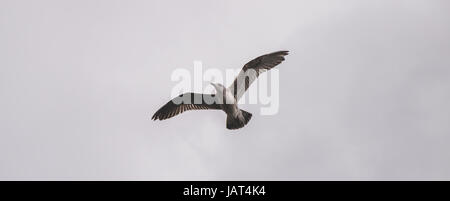 Möwe im Flug über dem Atlantik, Madeira Möwen, Portugal Stockfoto