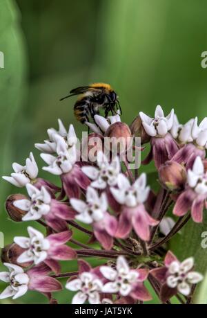 Eine Hummel bestäuben wilde Wiesenblumen Stockfoto